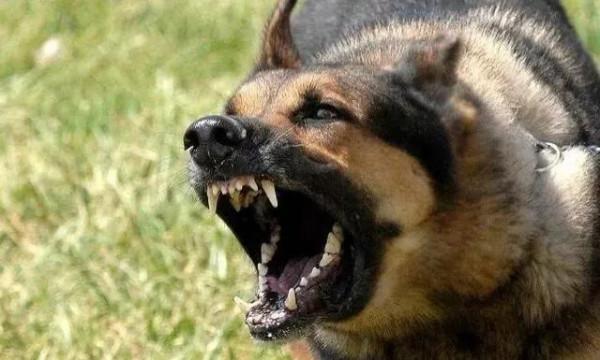 惡狗傷人事件屢次出現，普通人該如何應對惡狗襲擊？