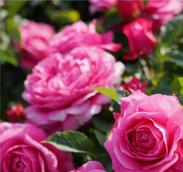 今天給花友們介紹又一款新國月——茜桃凝粉