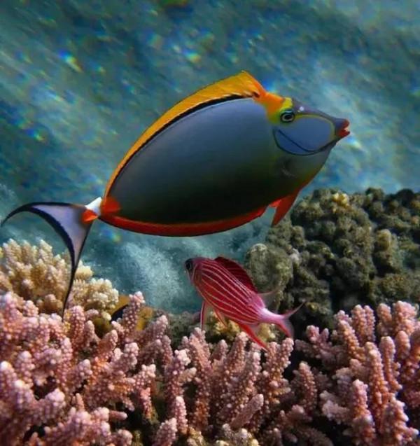 水皮經典分享—深海漂漂亮魚，你見過幾種？