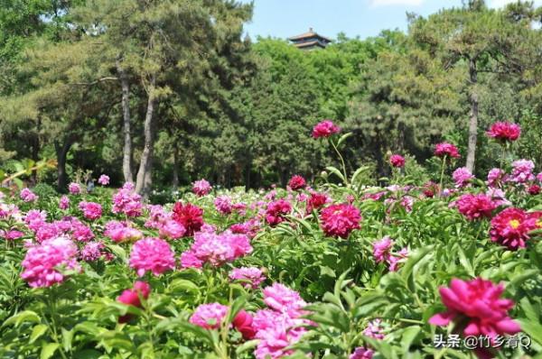 漂亮的芍藥花欣賞