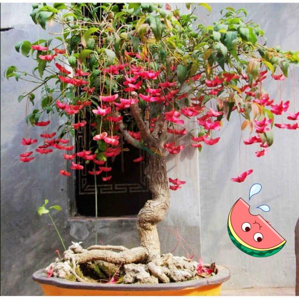 “家裡有棵樹，代代都富有”！室內養樹，建議從這9種裡面選