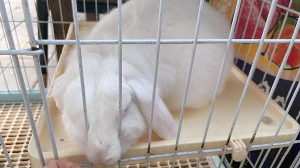 小朋友的天地動物的樂園—水榭萍鄉親子莊園