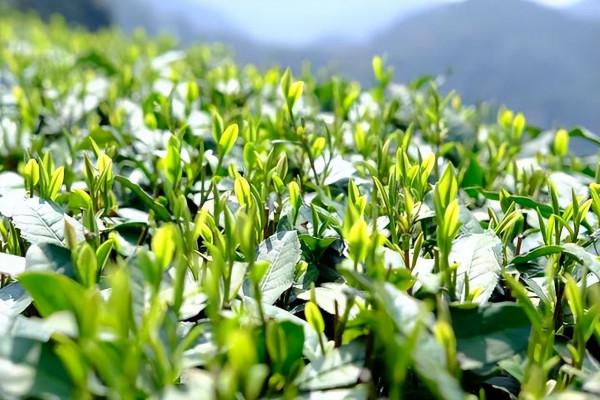 “採摘機器人”自動行走識嫩芽,浙江341畝茶園試推廣,智慧農業 “採摘機器人”自動行走識嫩芽,浙江341畝茶園試推廣,智慧農業