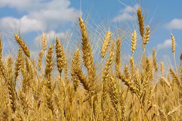 翡翠綠菜面 翡翠綠菜面