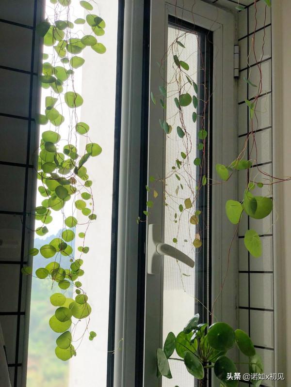 有誰能抵擋住爬藤植物帶來的快樂