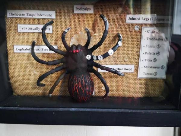 世界自然遺產——貝里斯大藍洞 世界自然遺產——貝里斯大藍洞