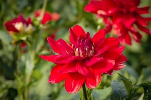 大麗花的花朵，花瓣排列得十分整齊，自然奔放而富有浪漫色彩