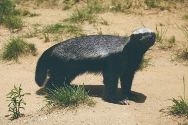 動物兇猛，不可貌相