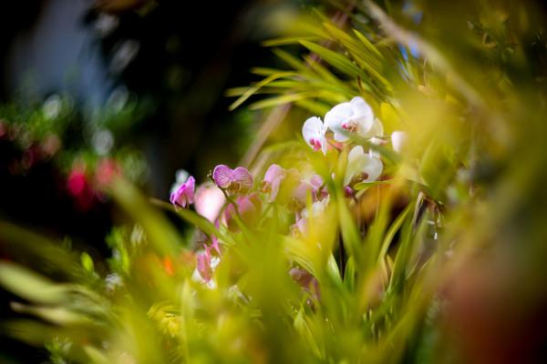 俄羅斯蘭花展品種繁多 奼紫嫣紅
