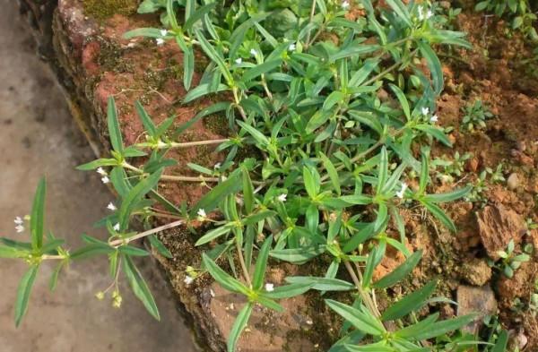 農村水邊常見的白花蛇舌草，有人賣到20元一斤，價值珍貴認識一下