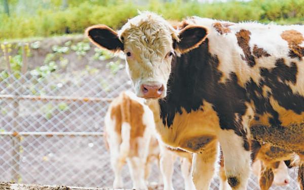 牛價丨9月19日 全國活牛價格參考來啦 牛價丨9月19日 全國活牛價格參考來啦