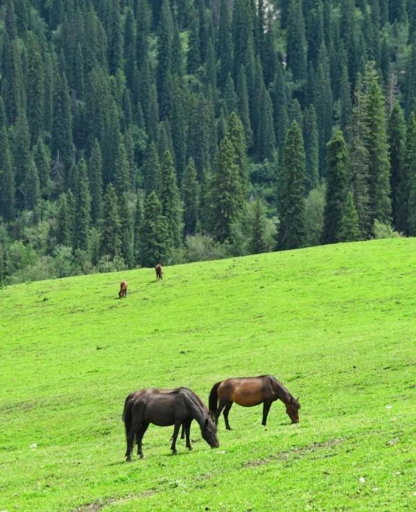 新疆那拉提大草原 真的好“哇塞” 新疆那拉提大草原 真的好“哇塞”