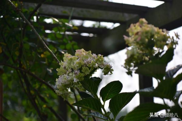冬日裡依舊盛開的大花繡球，白色天使 | 園丁