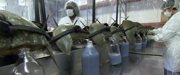 活了2.2億年，體長可達2.6米，大型節肢動物板足鱟，到底有多強？