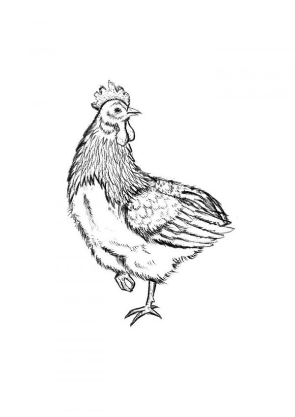 雲南六大名雞,哪隻是你們家鄉的? 雲南六大名雞,哪隻是你們家鄉的?