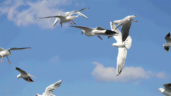 冬日精靈出沒山東！又是一年候鳥季，畫面美翻了！