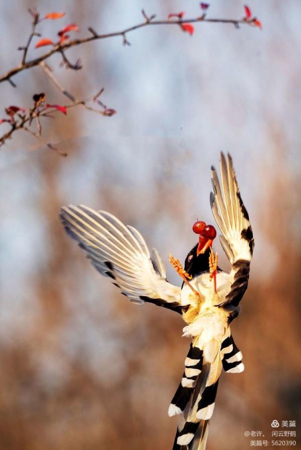 不為雞犬是戰狼，但看紅嘴藍鴉鵲
