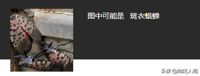 斑點昆蟲飛過美國，但官員們鼓勵消滅它