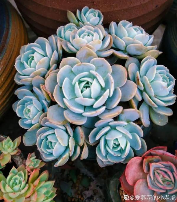 冬天6類花，葉片和花苞別噴水，一噴就爛了