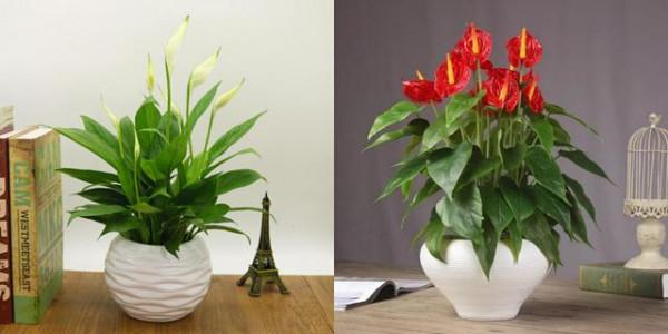 “100種花”適合養在陽臺上，一個比一個好看，還很好養護