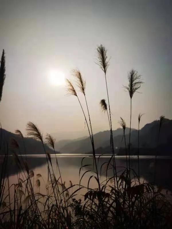 冬日暖陽，穿越叢林