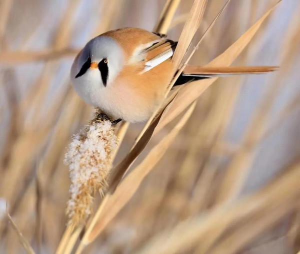 文須雀 可愛的鳥兒