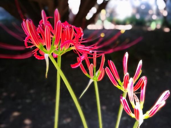 西安一座千年古寺,因彼岸花成為熱門網紅打卡地,遊客卻直呼上當 西安一座千年古寺,因彼岸花成為熱門網紅打卡地,遊客卻直呼上當