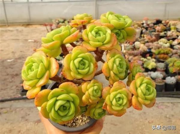 自帶香氣的多肉，不僅顏值高，養護起來還不難，有你喜歡的嗎