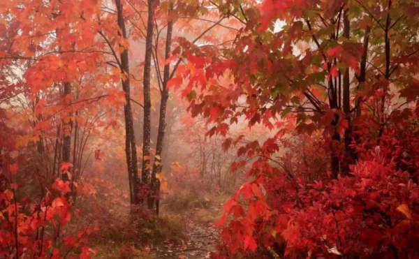 杜甫一首秋天的詩,字句皆律,譽為“古今七言律第一” 杜甫一首秋天的詩,字句皆律,譽為“古今七言律第一”