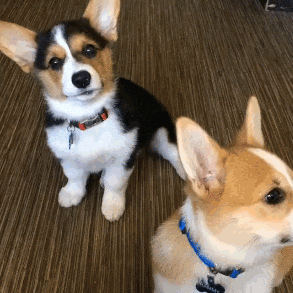 這4種狗狗被拋棄就沒“活路”了,說的可能是你家狗 這4種狗狗被拋棄就沒“活路”了,說的可能是你家狗