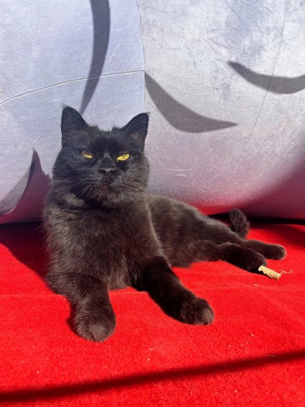 小貓咪都是怎樣&OpenCurlyDoubleQuote;爭寵&rdquo;的？