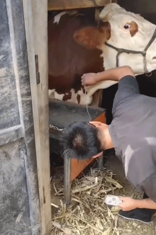 又髒又野,但真招人喜歡 又髒又野,但真招人喜歡