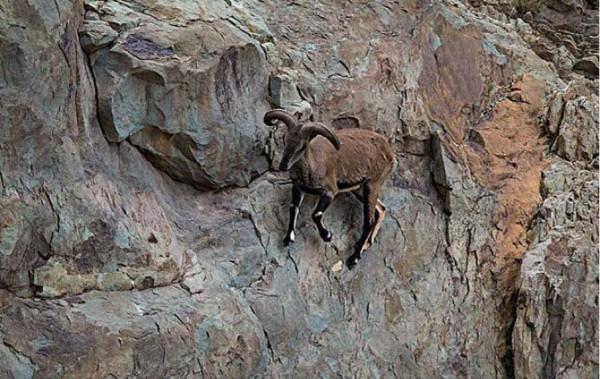 青藏高原上的羊,能在垂直的懸崖上跳躍奔跑,為什麼不能回頭? 青藏高原上的羊,能在垂直的懸崖上跳躍奔跑,為什麼不能回頭?