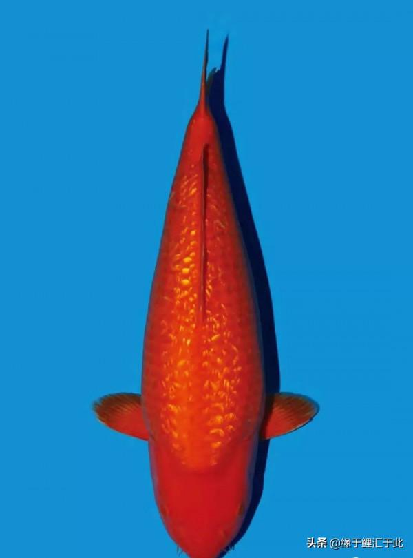 如何鑑別高品質錦鯉魚？