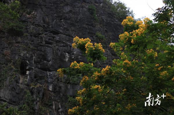 錯過再等一年！英德九龍鎮粉黛悄然開放