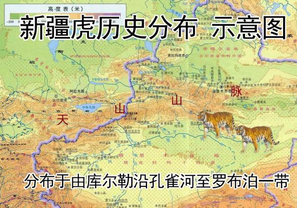 虎年說老虎：中國&mdash;&mdash;老虎種類的大國，老虎數量的小國