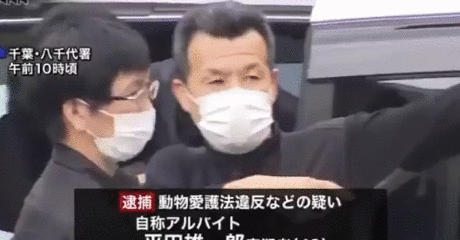 日本男3年虐殺近100只貓，被捕後毫無悔意：控制不住虐貓的愉悅