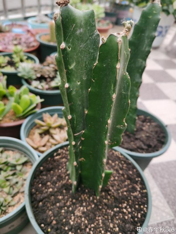 3種花長的跟“三胞胎”似的,還有“守家”的說法,適合居家養護 3種花長的跟“三胞胎”似的,還有“守家”的說法,適合居家養護