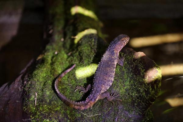 南都拍客探訪廣東鱷蜥國家級保護區,爬行界“大熊貓”露真容 南都拍客探訪廣東鱷蜥國家級保護區,爬行界“大熊貓”露真容