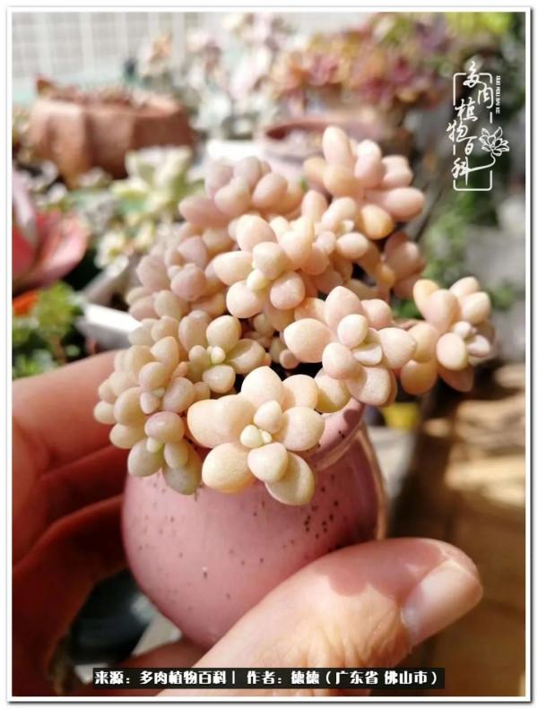 廣東的多肉陽臺:生命不息,折騰不止 廣東的多肉陽臺:生命不息,折騰不止