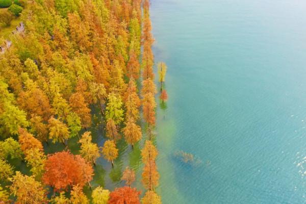 11月，看湖北，層林盡染！