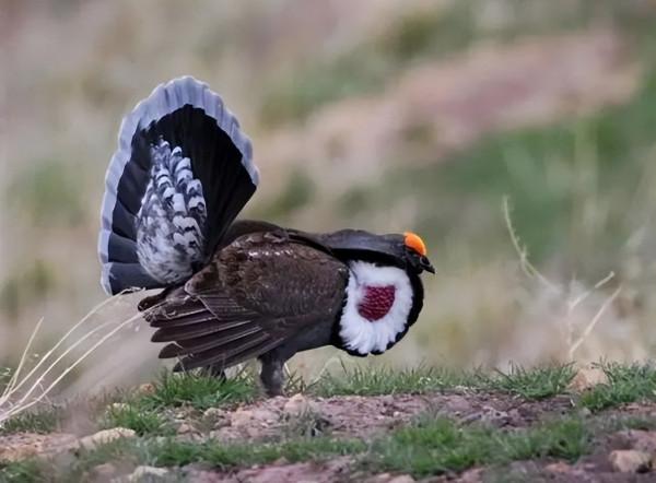 我國永久消失的23種野生動物,僅剩下標本,它們消亡於人類的貪慾 我國永久消失的23種野生動物,僅剩下標本,它們消亡於人類的貪慾