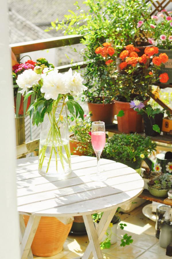 小心帶刺的玫瑰！危險又迷人，不會養護可要出大問題