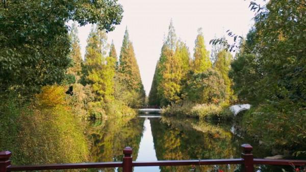 今天，邂逅一場浪漫的崇明“賞葉之旅”