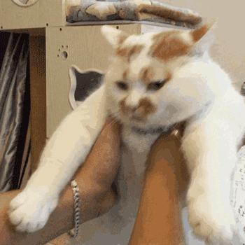 用鼻子蹭你相當於親吻?貓:人類,你們還是太年輕了 用鼻子蹭你相當於親吻?貓:人類,你們還是太年輕了