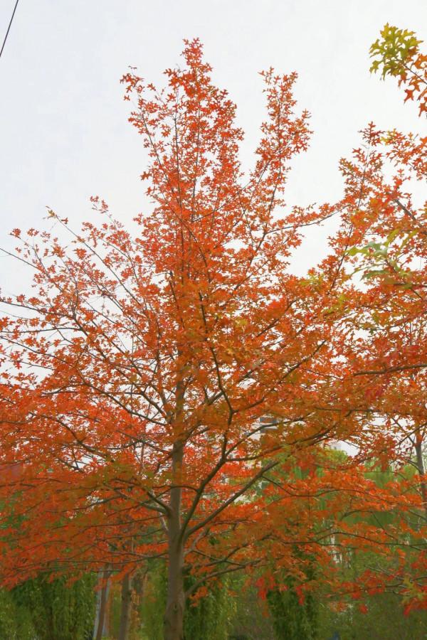 新一波地圖來了~除了北美紅楓和銀杏，普陀還有什麼好看？