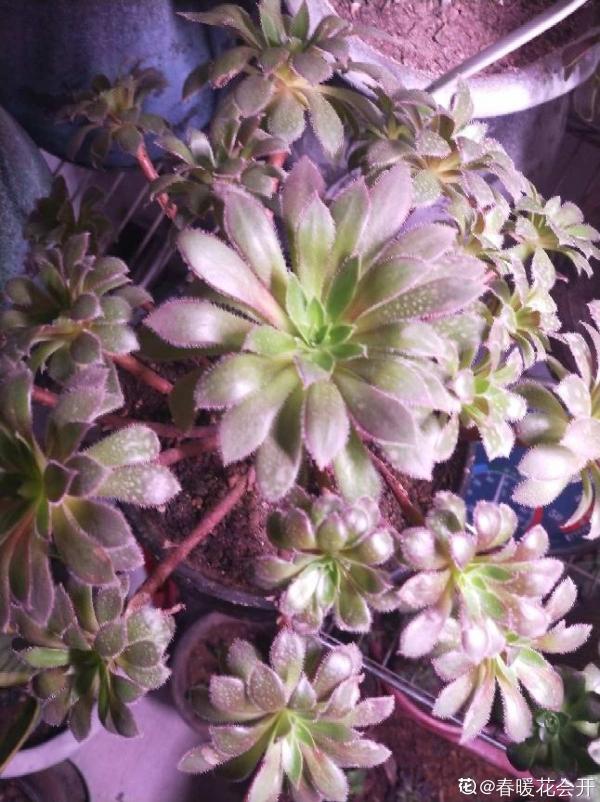 綠羊絨有股“臭襪子”味,養在家裡很“頭疼”,想趕緊丟掉 綠羊絨有股“臭襪子”味,養在家裡很“頭疼”,想趕緊丟掉