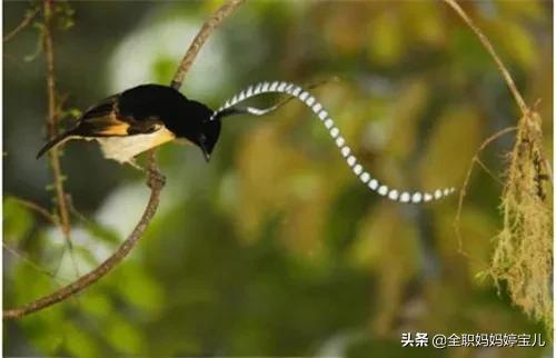 分享——稀奇古怪的鳥