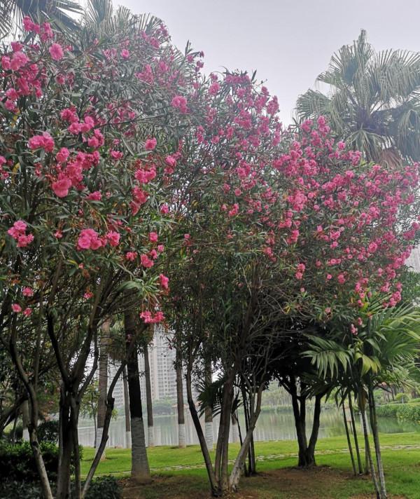 夾竹桃明明有劇毒，為什麼大街上隨處可見，還被稱作“希望之花”