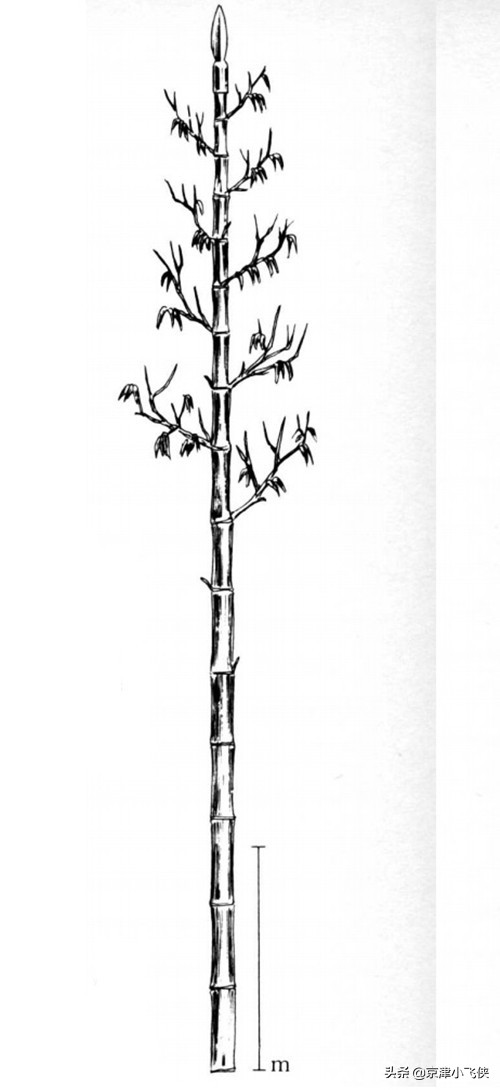 明朝殺倭第一利器&mdash;&mdash;狼筅：專克東洋刀